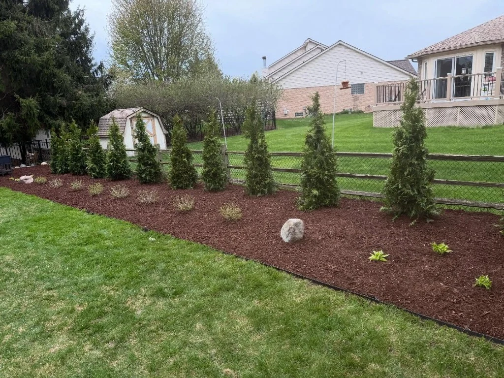 Arborvitae privacy row planted along a fence with fresh mulch