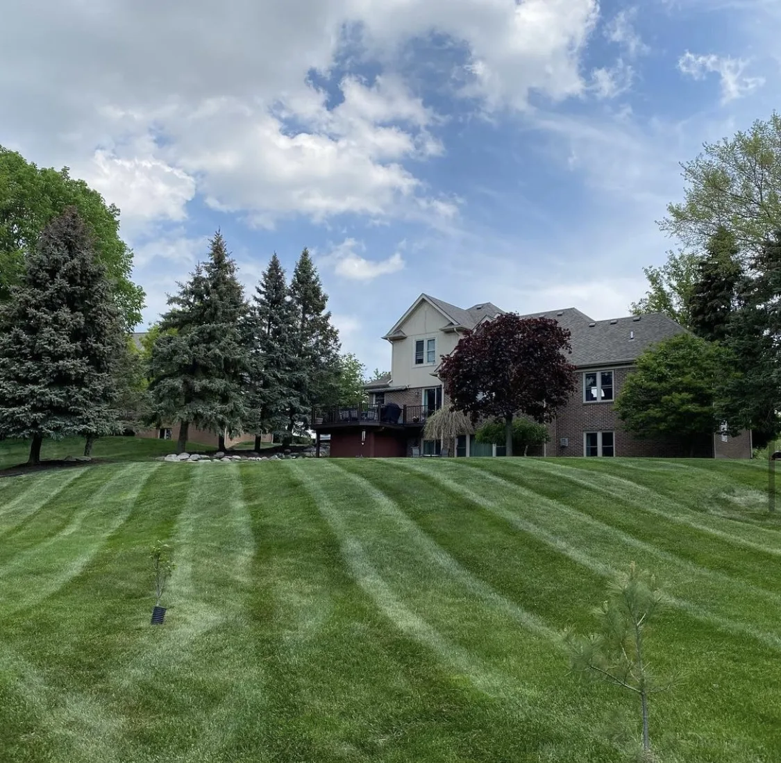 Striped lawn mowed weekly through the summer