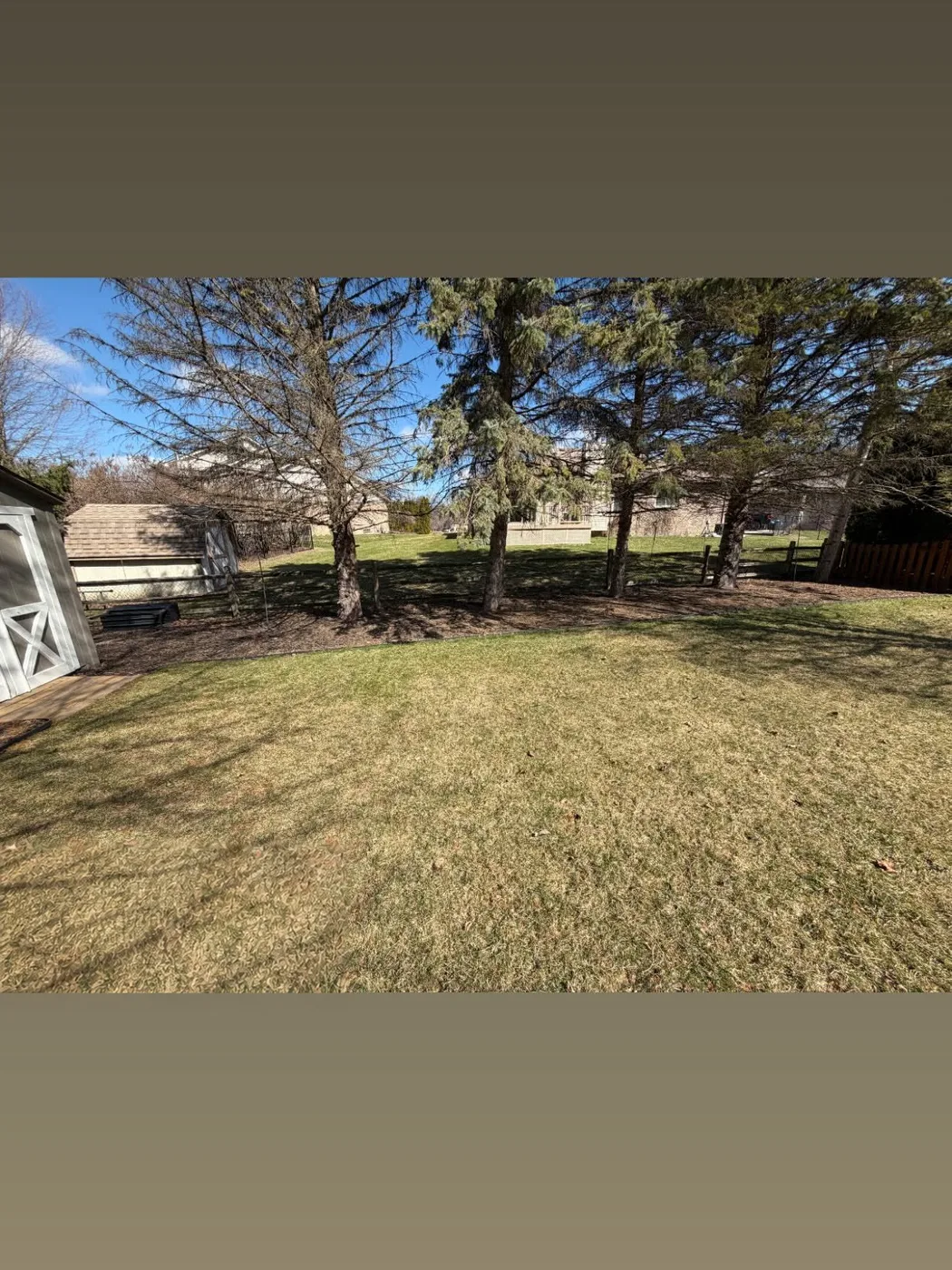 Overgrown pine trees and bare, dead grass along a fence line before tree removal and landscape install